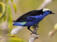 Opal-crowned Tanager