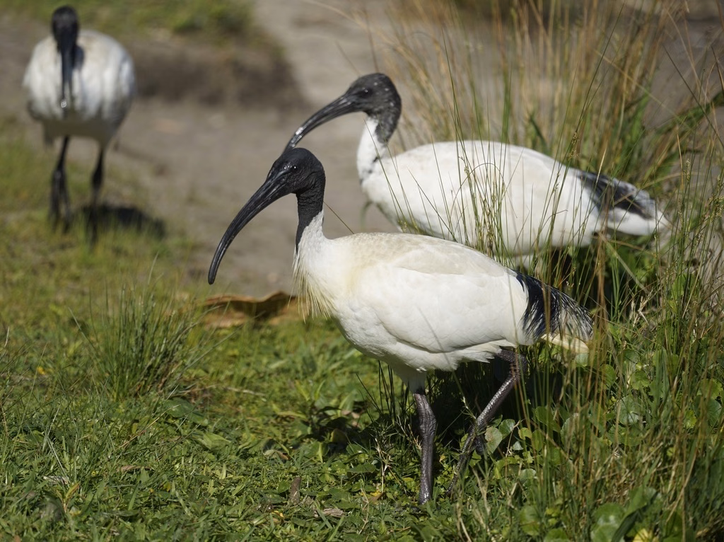 Australian White Ibis
