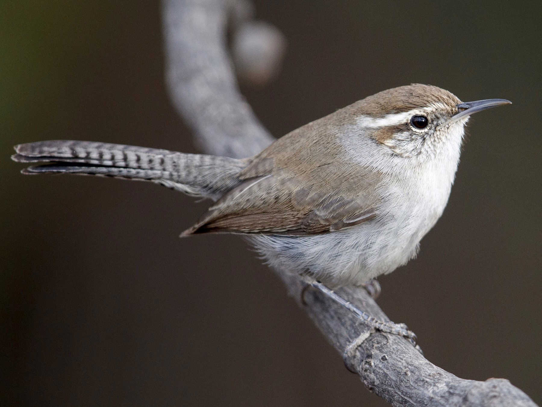 Bewick's Wren