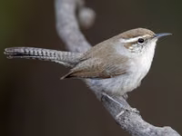 Bewick's Wren