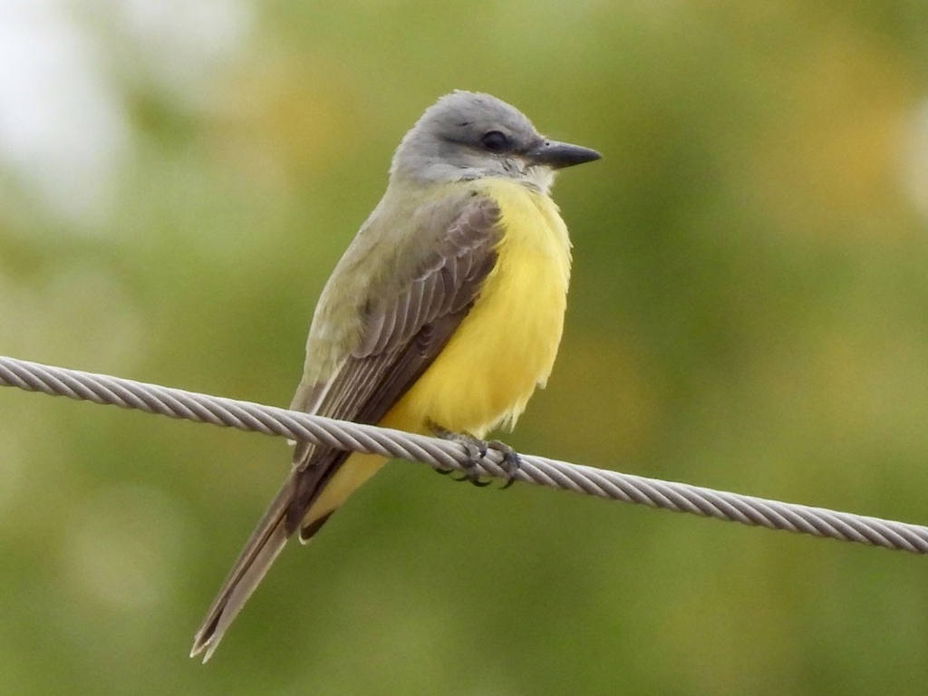Couch's Kingbird