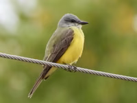 Couch's Kingbird