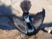 Brandt's Cormorant